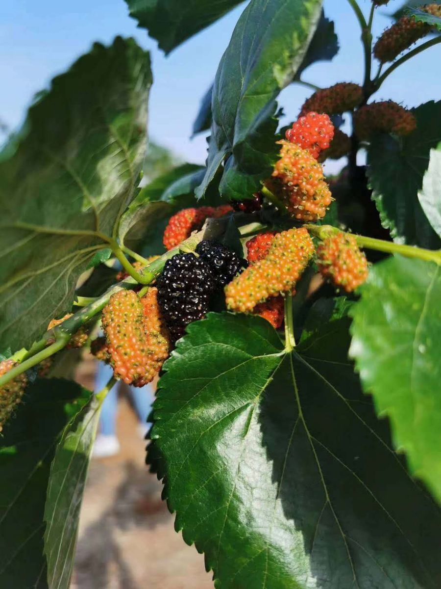 桑樹(shù)種植科普.jpg