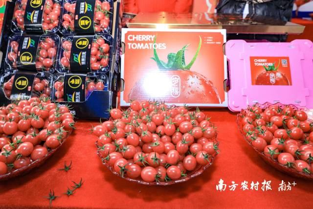 活動(dòng)現(xiàn)場(chǎng)，遂溪千禧果深受與會(huì)嘉賓的喜愛(ài)  南方農(nóng)村報(bào) 吳秒衡 拍攝