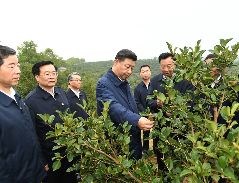 　　9月16日至18日，中共中央總書記、國家主席、中央軍委主席習(xí)近平在河南考察。這是17日上午，習(xí)近平來到信陽市光山縣槐店鄉(xiāng)司馬光油茶園，實地察看油茶樹種植和掛果情況。新華社記者 謝環(huán)馳 攝