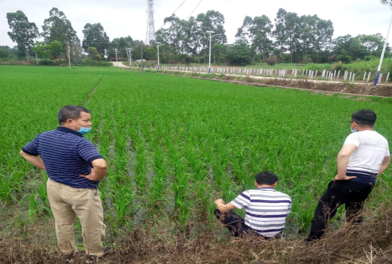 2.4月20日，種植業(yè)股會(huì)同周志強(qiáng)高級(jí)農(nóng)藝師到洋青鎮(zhèn)高產(chǎn)綠色創(chuàng)建項(xiàng)目基地檢查蟲情.jpg