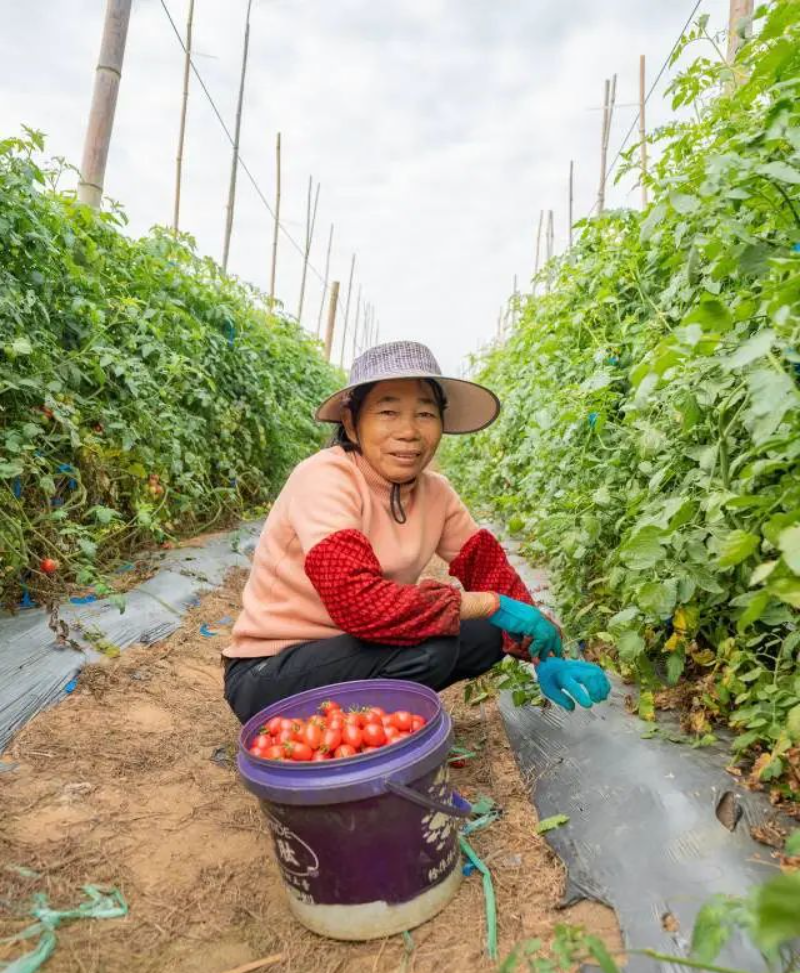 負(fù)責(zé)采摘圣女果的工人。 圖片