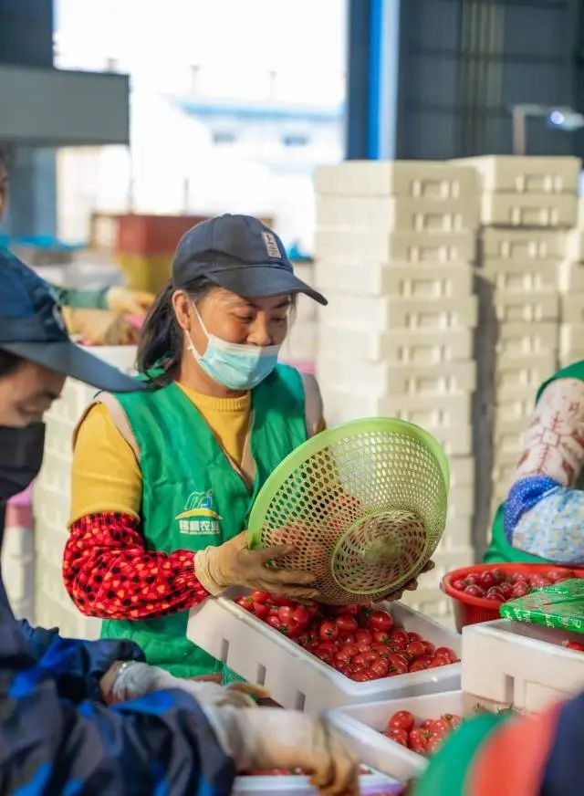 負(fù)責(zé)包裝圣女果的工人。 圖片
