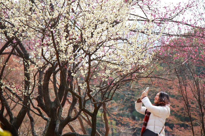 花開春意濃