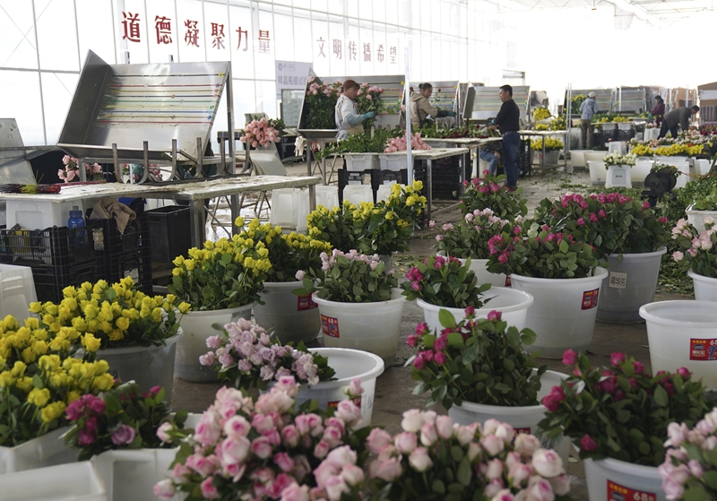 云南麗江：花卉產(chǎn)業(yè)芳香四溢